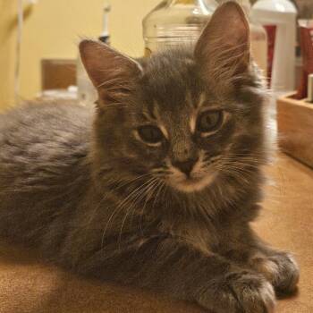 Storm -  Domestic Medium Hair Cat for Adoption in West Olive, Michigan - Storm | PetCurious