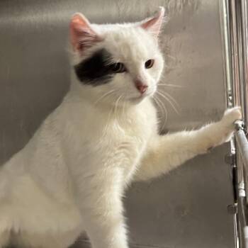 Domestic Short Hair Cats Available for Adoption - Tonic | PetCurious