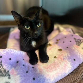 Domestic Short Hair Cats Available for Adoption in Matteson, Illinois - Rolex | PetCurious