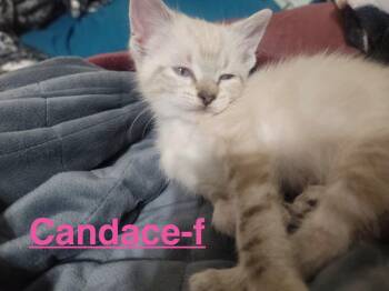 Candace 26 -  Siamese Cat for Adoption in Brookhaven, Mississippi - Candace 26 | PetCurious