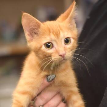 Mark Petrie -  Domestic Short Hair Cat for Adoption in Belleville, Illinois - Mark Petrie | PetCurious