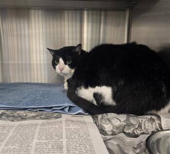 Domestic Short Hair Cats Available for Adoption in Houston, Texas - FLAP JACK | PetCurious