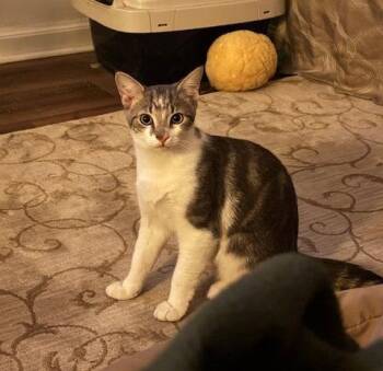Domestic Short Hair and Tabby Cats Available for Adoption in Livonia, Michigan - C316 Litter Ash | PetCurious