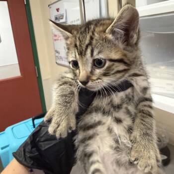 Clorox Wipe -  Domestic Short Hair Cat for Adoption in Reno, Nevada - Clorox Wipe | PetCurious
