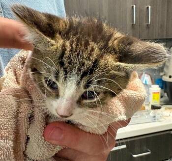 Minx -  Domestic Short Hair Cat for Adoption in Huntington, Indiana - Minx | PetCurious
