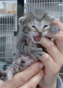 NINA -  Domestic Short Hair Cat for Adoption in Salinas, California - NINA | PetCurious