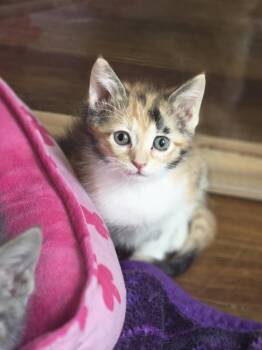 Marie      KK -  Domestic Short Hair Cat for Adoption in Metamora, Illinois - Marie      KK | PetCurious