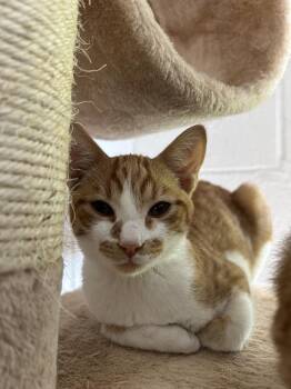 Chucky -  Domestic Short Hair Cat for Adoption in Ontario, California - Chucky | PetCurious