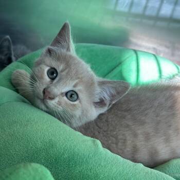 Green -  Domestic Short Hair Cat for Adoption in Matteson, Illinois - Green | PetCurious