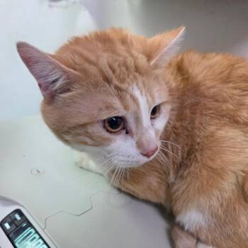 Topsy -  Domestic Medium Hair Cat for Adoption in Charleston, West Virginia - Topsy | PetCurious