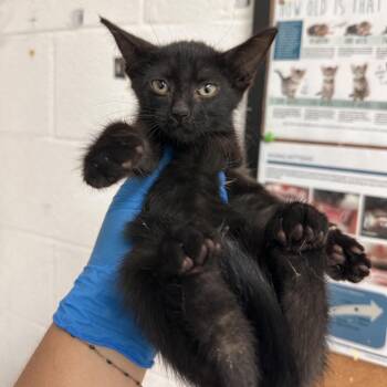 Patsy -  Domestic Short Hair Cat for Adoption in Edinburg, Texas - Patsy | PetCurious