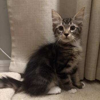 Neville -  Domestic Medium Hair Cat for Adoption in Williston, Florida - Neville | PetCurious