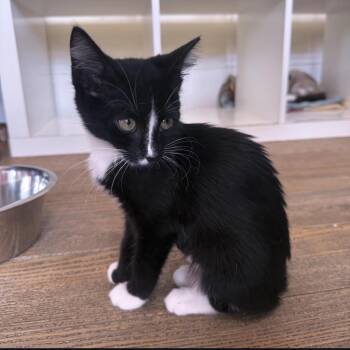 Shaka -  Domestic Short Hair Cat for Adoption in Berkeley Springs, West Virginia - Shaka | PetCurious
