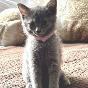 Charcoal -  Domestic Short Hair Cat for Adoption in South Elgin, Illinois - Charcoal | PetCurious