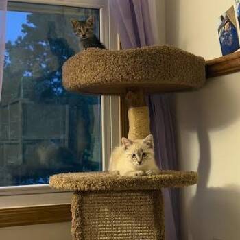 Pop -  Domestic Short Hair Cat for Adoption in South Elgin, Illinois - Pop | PetCurious