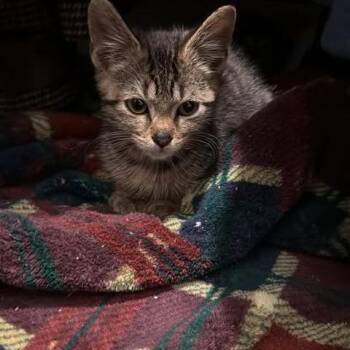 Frankie -  Domestic Short Hair Cat for Adoption in Brevard, North Carolina - Frankie | PetCurious