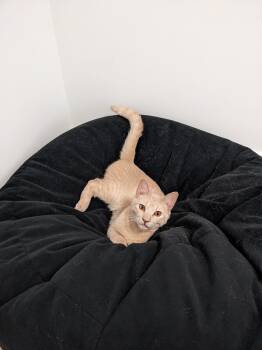 Tiger -  Domestic Short Hair Cat for Adoption in Burnaby, British Columbia - Tiger | PetCurious