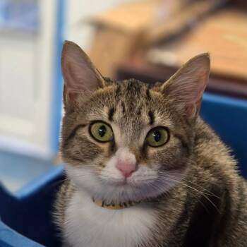 Tigerlily -  Domestic Short Hair Cat for Adoption in Huntsville, Alabama - Tigerlily | PetCurious