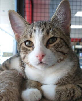 Rescue Domestic Short Hair Cats for Adoption in Richmond Hill, Ontario - Isabella (+Joey) | PetCurious