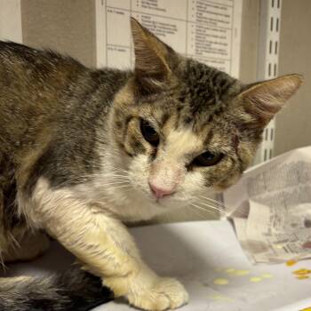 George -  Domestic Short Hair Cat for Adoption in Yuma, Arizona - George | PetCurious