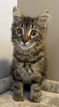 TL -  Domestic Short Hair Cat for Adoption in Elkins, West Virginia - TL | PetCurious