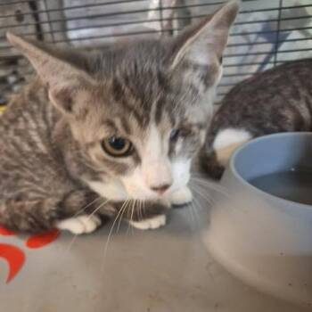 Honey -  Domestic Short Hair Cat for Adoption in Madill, Oklahoma - Honey | PetCurious