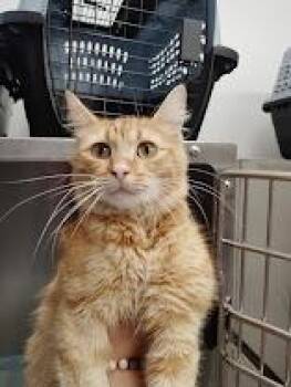 Pixel -  Domestic Medium Hair Cat for Adoption in Republic, Missouri - Pixel | PetCurious