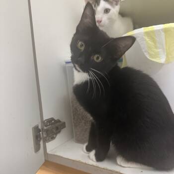 Rescue Domestic Short Hair Cats for Adoption in Blue Ridge, Georgia - Spark | PetCurious