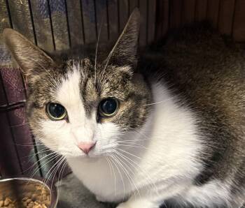 Rescue Domestic Short Hair Cats for Adoption in Hamburg, New York - Sadie | PetCurious