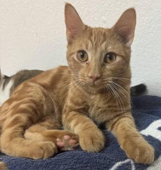 Rusty -  Domestic Short Hair Cat for Adoption in Plano, Texas - Rusty | PetCurious
