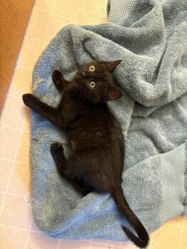 Sarabi -  Domestic Short Hair Cat for Adoption in Fort Collins, Colorado - Sarabi | PetCurious