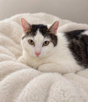 Domestic Short Hair Cats Available for Adoption in Columbia, Tennessee - Chip | PetCurious