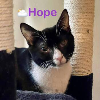 Hope -  Domestic Short Hair Cat for Adoption in Reston, Virginia - Hope | PetCurious