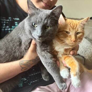 Queso - Home to Home -  Domestic Long Hair and Domestic Short Hair Cat for Adoption in South Elgin, Illinois - Queso - Home To Home | PetCurious