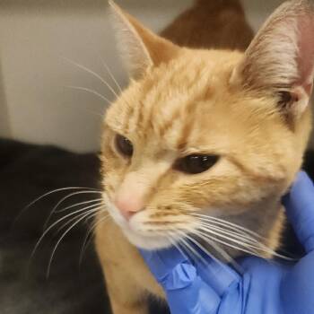 Domestic Short Hair Cats Available for Adoption - Cozie | PetCurious