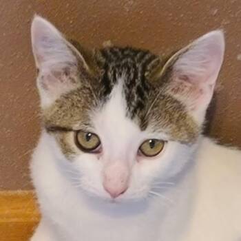 Pearson -  Domestic Short Hair Cat for Adoption in Verona, Wisconsin - Pearson | PetCurious