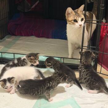 Corey Houston -  Domestic Short Hair Cat for Adoption in Denver, Colorado - Corey Houston | PetCurious