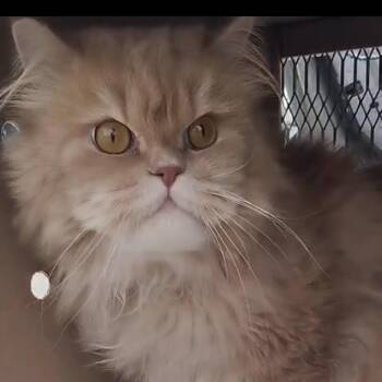 Persian and Calico Cats Available for Adoption in Brampton, Ontario - Miki | PetCurious