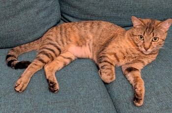 Tweety (Reduced adoption fee) -  Domestic Short Hair Cat Available for Adoption in Melrose, Massachusetts - Tweety (Reduced Adoption Fee) | PetCurious
