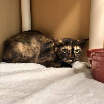 Brown -  Domestic Short Hair Cat for Adoption in Freeport, Florida - Brown | PetCurious