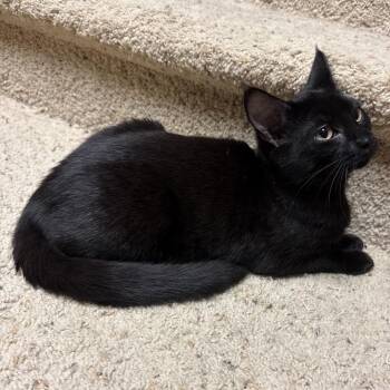 Josie -  Domestic Short Hair Cat for Adoption in Bismarck, North Dakota - Josie | PetCurious