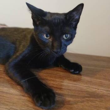 Tater Tot -  Domestic Short Hair Cat for Adoption in Honeoye, New York - Tater Tot | PetCurious