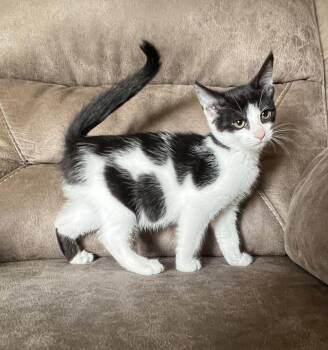 Tony -  Domestic Short Hair Cat for Adoption in Rochester, Indiana - Tony | PetCurious
