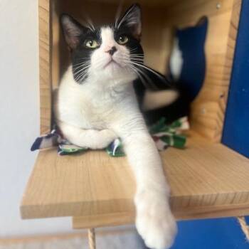 Domestic Short Hair Cats Available for Adoption in Chaska, Minnesota - Dante | PetCurious