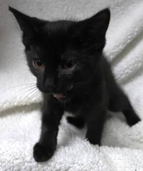Billy -  Domestic Medium Hair Cat for Adoption in Thief River Falls, Minnesota - Billy | PetCurious