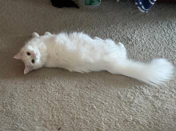 Sophia -  Domestic Medium Hair Cat for Adoption in Palmer, Alaska - Sophia | PetCurious