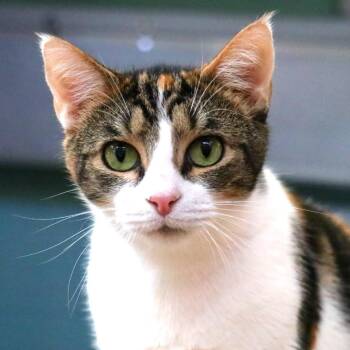 Mama Cat -  Domestic Short Hair Cat for Adoption in Sarasota, Florida - Mama Cat | PetCurious