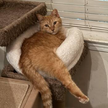 Domestic Short Hair Cats Available for Adoption - Hawaii | PetCurious