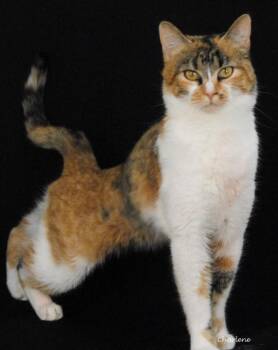 Torbie and Calico Cats Available for Adoption - Colorado | PetCurious