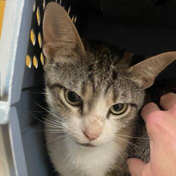 Ninny -  Domestic Short Hair Cat for Adoption in Norman, Oklahoma - Ninny | PetCurious